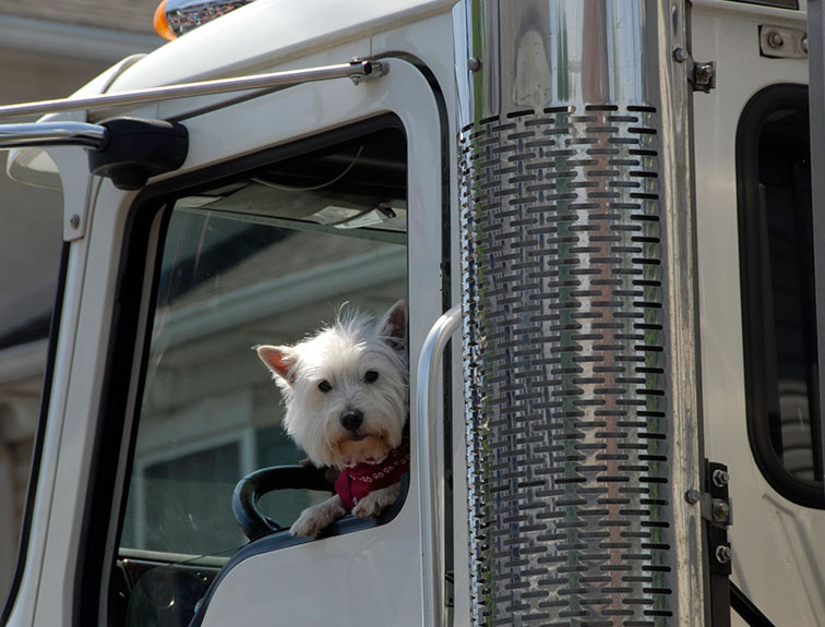 Image of a dog sticking its head out the window of a semi