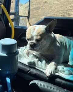 A photo of a french bull dog riding in the passenger seat of a semi truck.